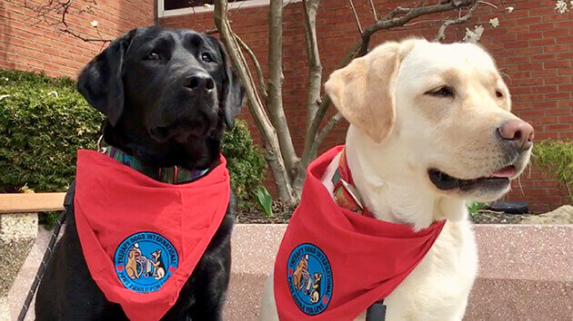 Therapy Dogs, One black and one yellow lab retrievers both wearing red bandanas, fostered to be part of organizations like Guiding Eyes for the Blind and Blue Path Autism.
